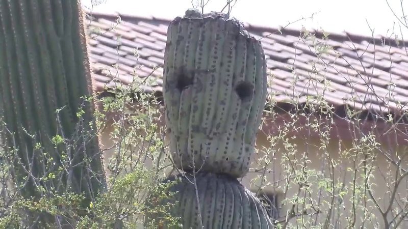 Groot el cactus en Phoenix